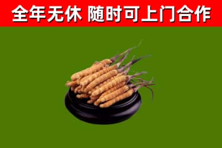 那曲烟酒回收冬虫夏草.jpg